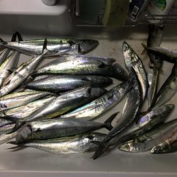 今年初太刀とサゴシ祭り